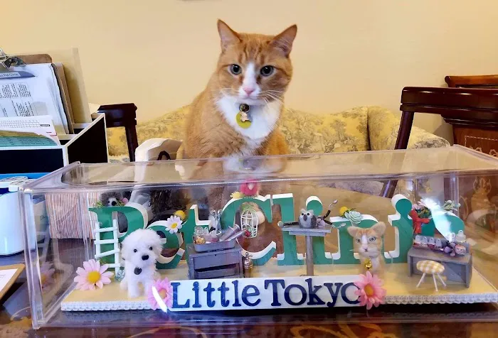 Little Tokyo Pet Clinic 4