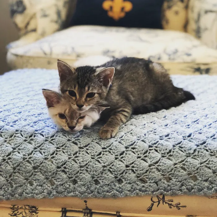 Little Tokyo Pet Clinic 1