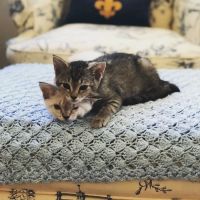 Little Tokyo Pet Clinic ico