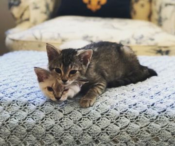 Little Tokyo Pet Clinic