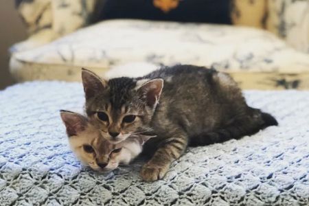 Little Tokyo Pet Clinic