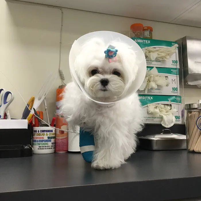 Little Tokyo Pet Clinic 10