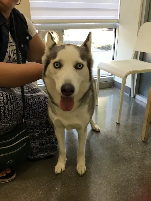 Little Tokyo Pet Clinic 8