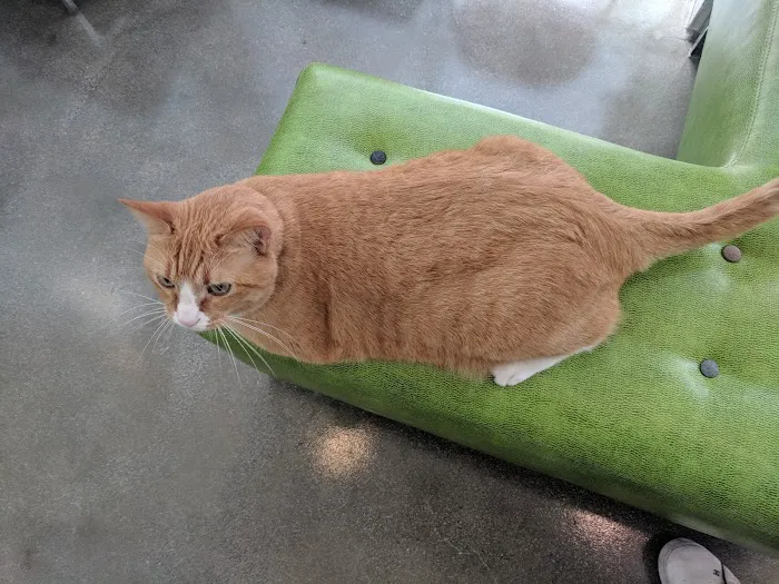 Little Tokyo Pet Clinic 7