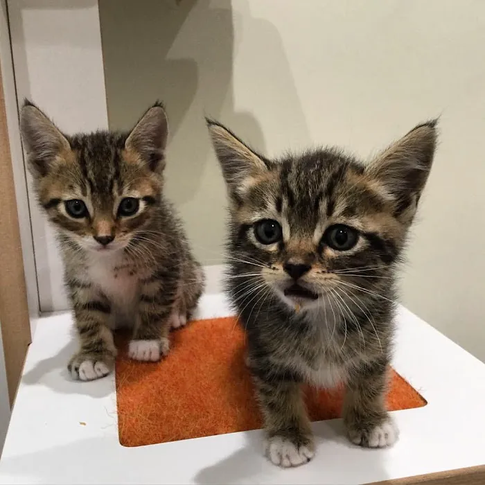 Little Tokyo Pet Clinic 3