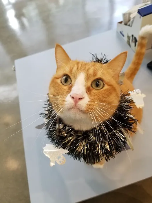 Little Tokyo Pet Clinic 2
