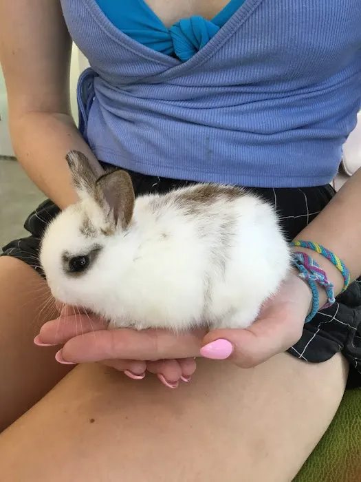 Little Tokyo Pet Clinic 5
