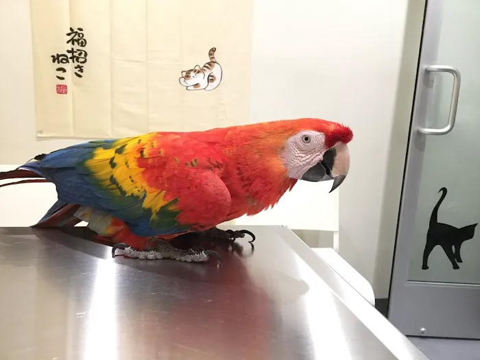 Little Tokyo Pet Clinic 9