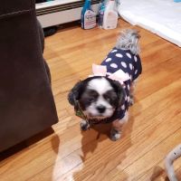 Quality Animal Clinic ico