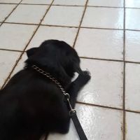 Angeles Vista Pet Medical Center ico