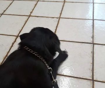 Angeles Vista Pet Medical Center