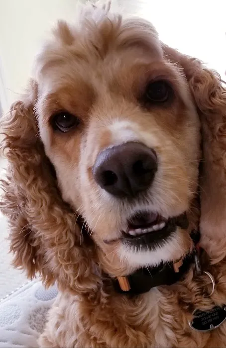 Centinela Animal Hospital 4