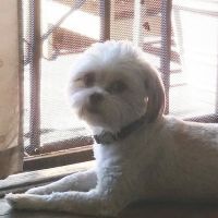 Monterey Park Animal Hospital - Rajendra Sanathara DVM, Nisha Sanathara DVM ico