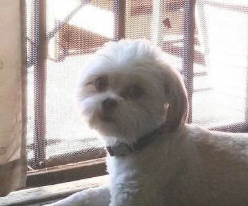 Monterey Park Animal Hospital - Rajendra Sanathara DVM, Nisha Sanathara DVM