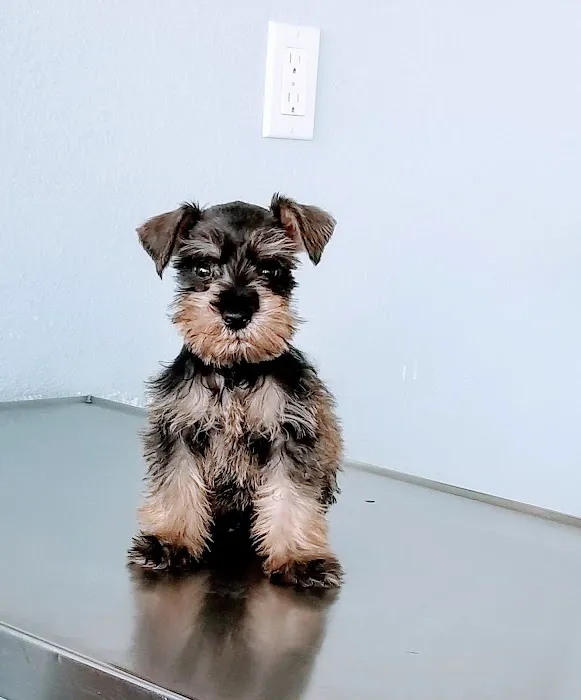 Monterey Park Animal Hospital 4