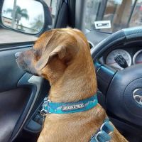 Monterey Park Animal Hospital ico