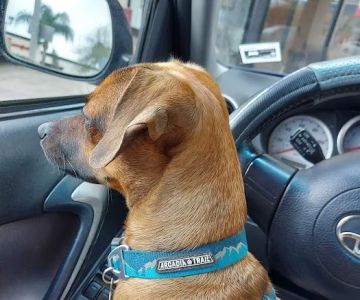 Monterey Park Animal Hospital