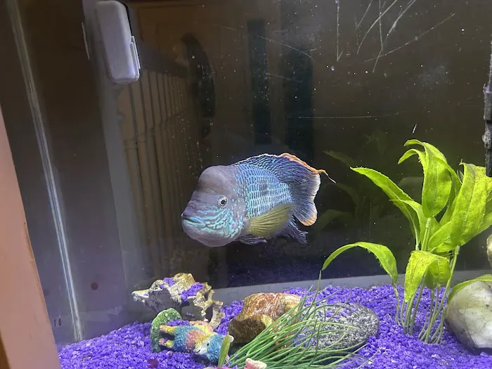 All Seas Aquarium Service 12