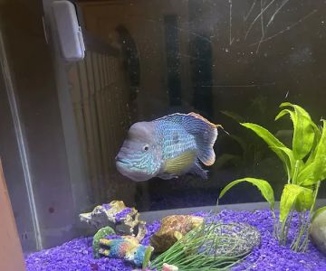 All Seas Aquarium Service
