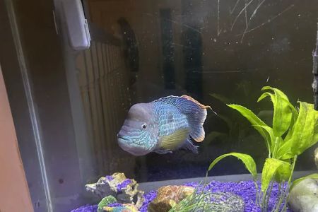 All Seas Aquarium Service
