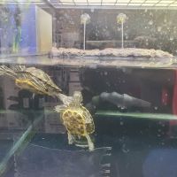 Petco ico