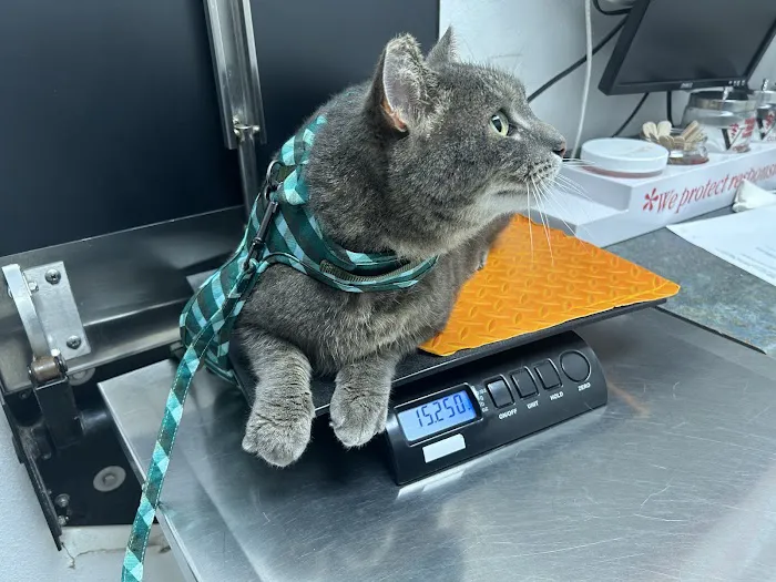 Pet Doctors of Industry Animal Hospital 2