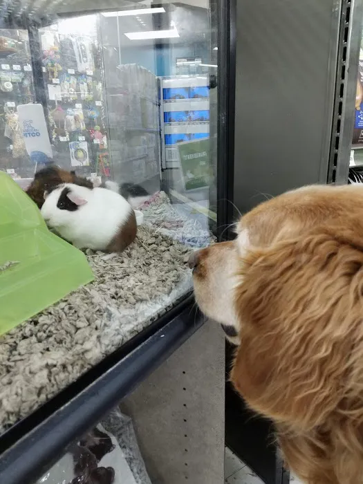 Petco 12