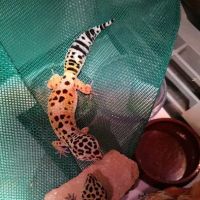 Petco ico