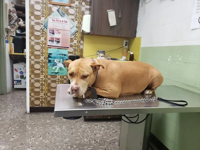 LA Quality Pet Care Animal Clinic 1