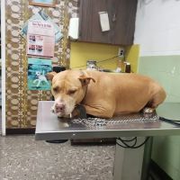 LA Quality Pet Care Animal Clinic ico