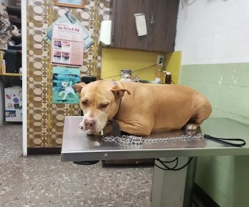 LA Quality Pet Care Animal Clinic