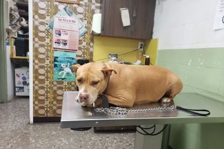 LA Quality Pet Care Animal Clinic