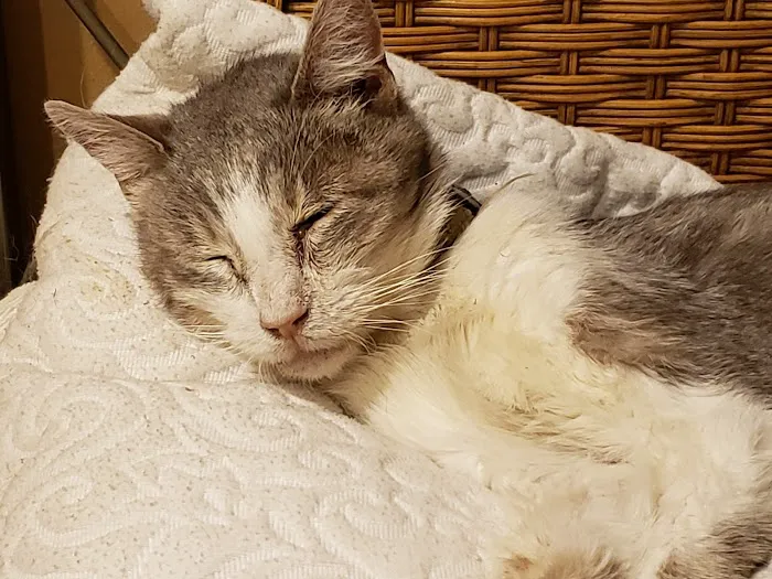 LA Quality Pet Care Animal Clinic 6