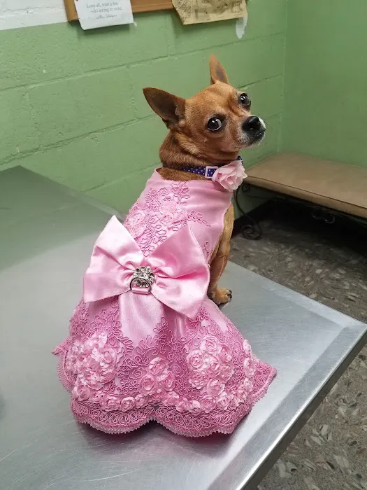 LA Quality Pet Care Animal Clinic 3
