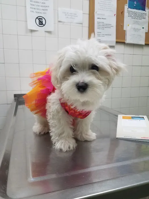LA Quality Pet Care Animal Clinic 2