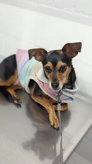 LA Quality Pet Care Animal Clinic 4
