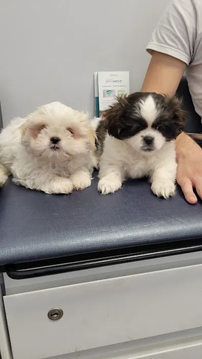 Leave No Paws Behind Veterinary Clinic 12