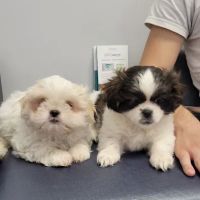 Leave No Paws Behind Veterinary Clinic ico