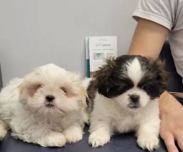 Leave No Paws Behind Veterinary Clinic