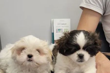 Leave No Paws Behind Veterinary Clinic