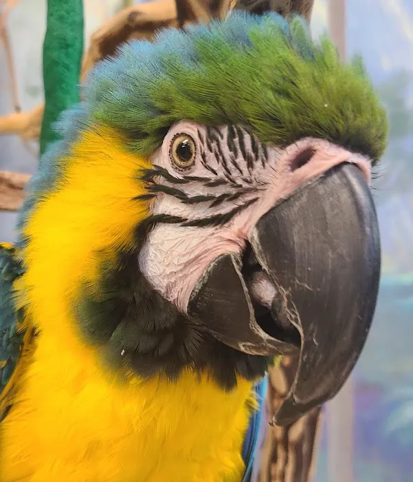 Pet World 12
