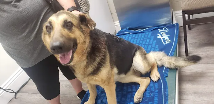 Adams Animal Hospital 12