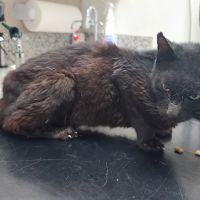 Adams Animal Hospital ico
