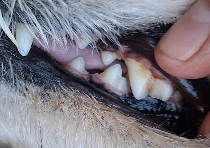 Adams Animal Hospital 12