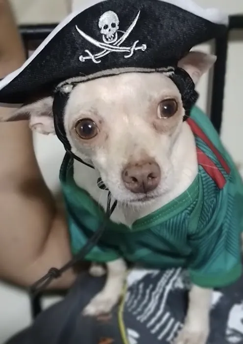Banfield Pet Hospital 12