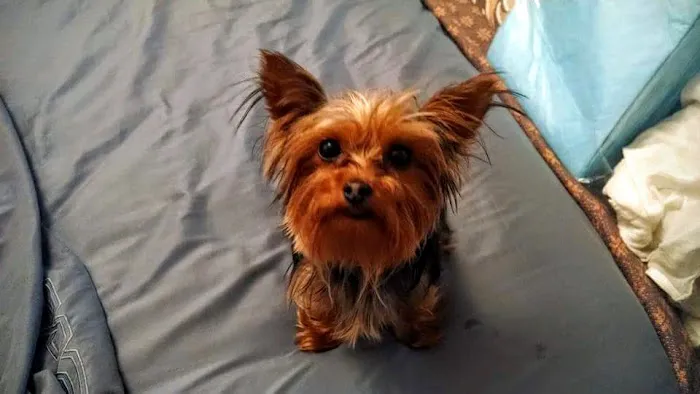 Banfield Pet Hospital 12