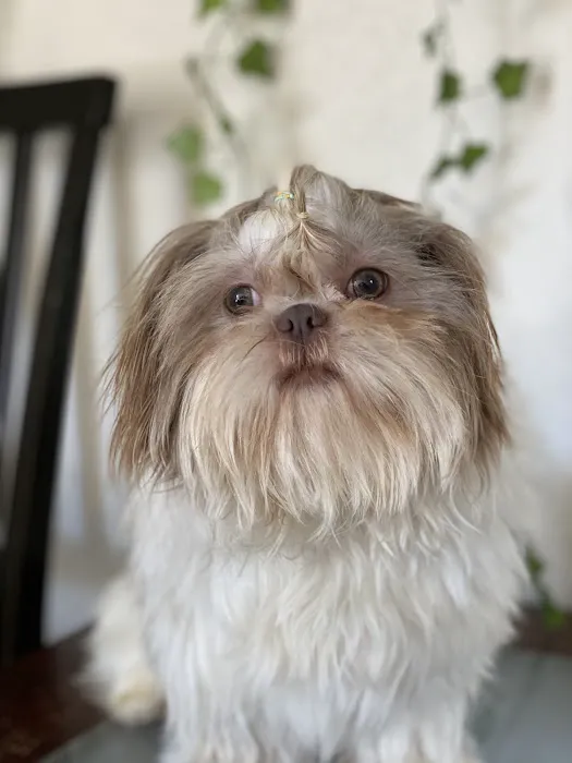 Vine Animal Clinic 12