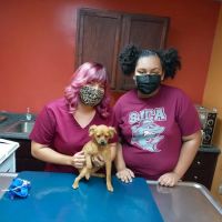 Vine Animal Clinic ico