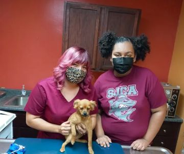 Vine Animal Clinic