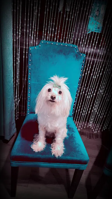Vine Animal Clinic 12